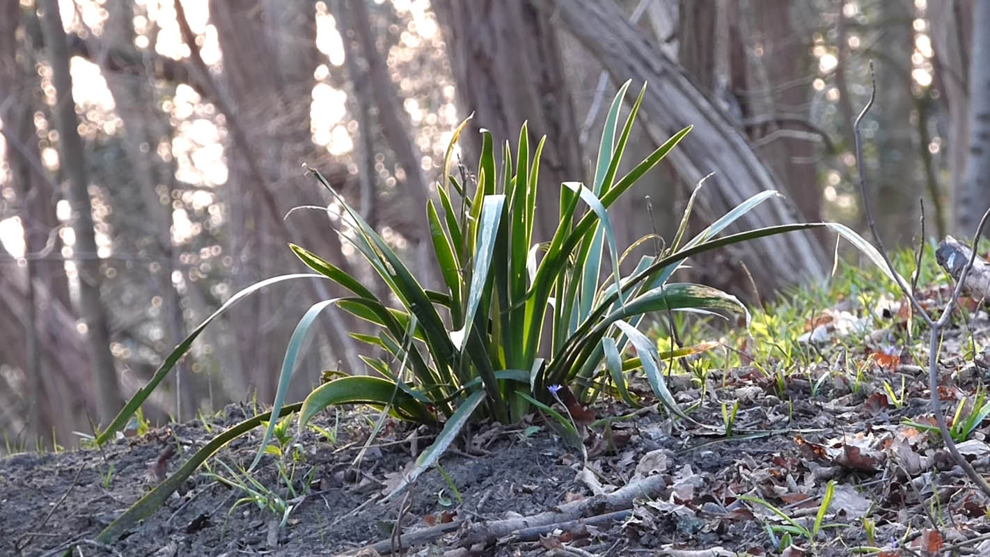 Iris foetidissima